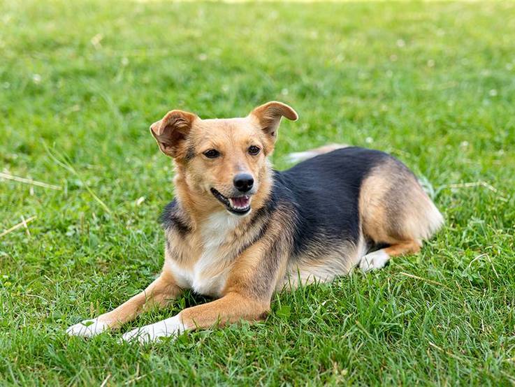 Hund Elli auf der Wiese der Paulihof Kinderhilfe gGmbH in Kühbach/Unterbernbach