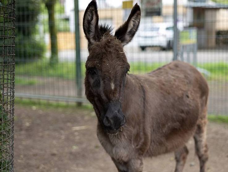 Eseldame des Tierparks Hattersheim