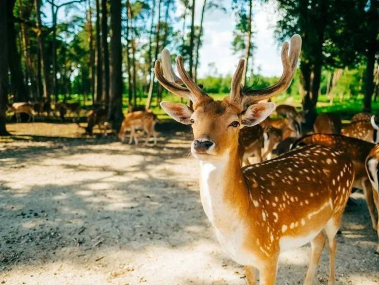 Rehe auf einer Waldlichtung - Hirsch rechts im Vordergrund