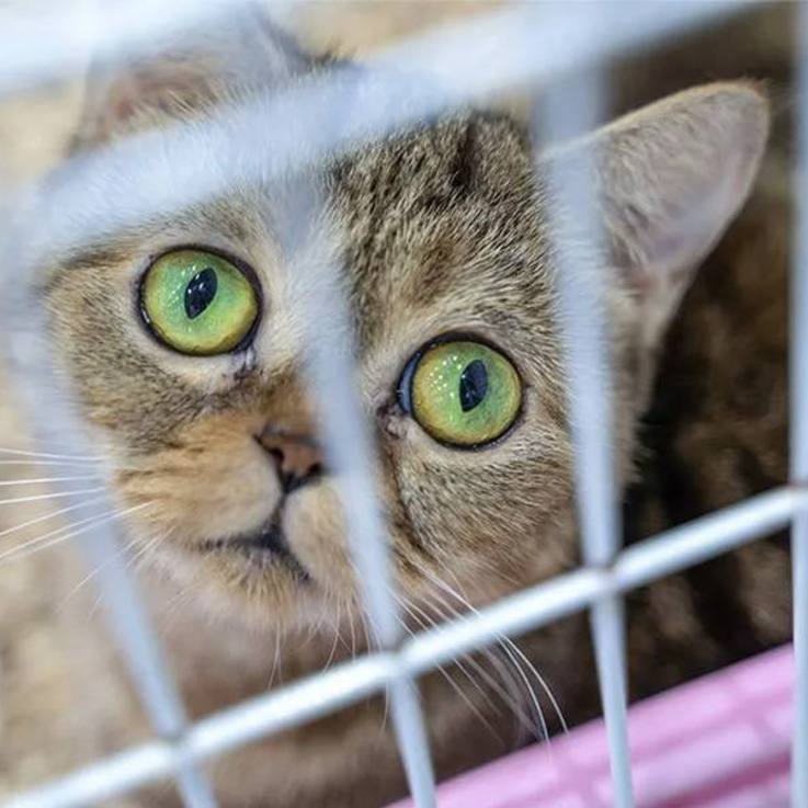 Katze blickt mit großen traurig wirkenden Augen durch das Gitter eines Transportanhängers