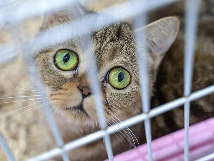 Katze blickt mit großen traurig wirkenden Augen durch das Gitter eines Transportanhängers