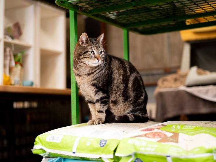 Katze auf Futtersäcken