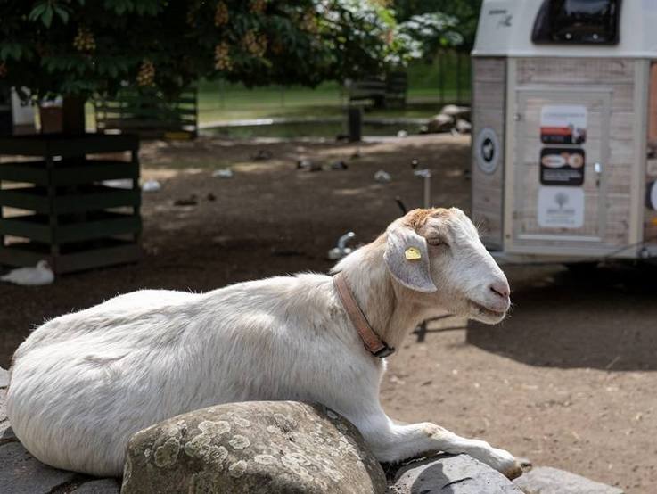 Ziege Schneewittchen des Tierparks Hattersheim, und im Hintergrund teilweise sichtbar der folierte gesponsorte Tiertransportanhänger