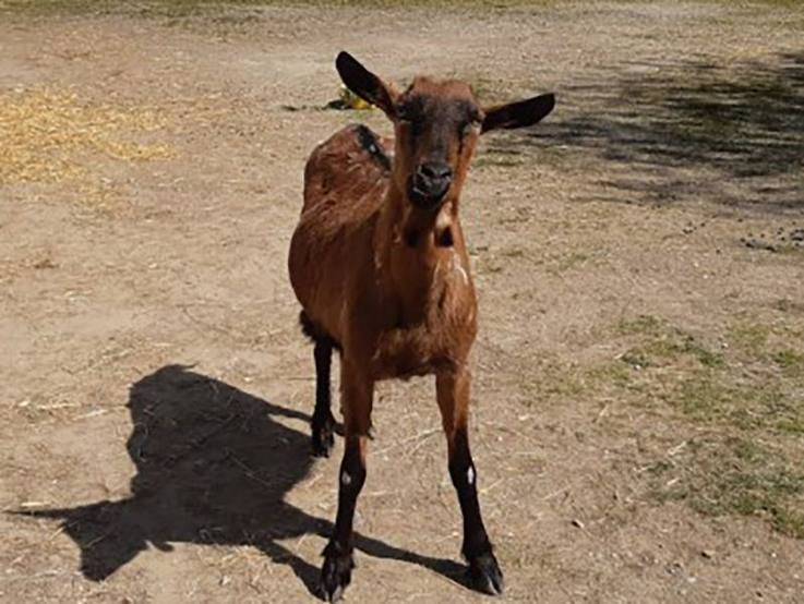 Braun-schwarze Ziege auf dem Gelände der Paulihof Kinderhilfe gGmbH in Kühbach/Unterbernbach